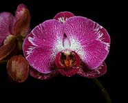 Phal. Unknown